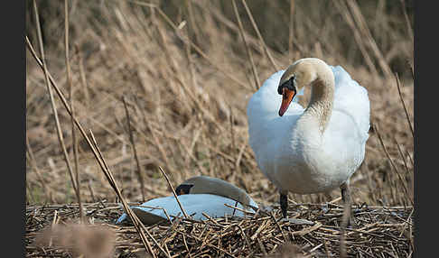 Höckerschwan (Cygnus olor)