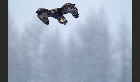 Steinadler (Aquila chrysaetos)