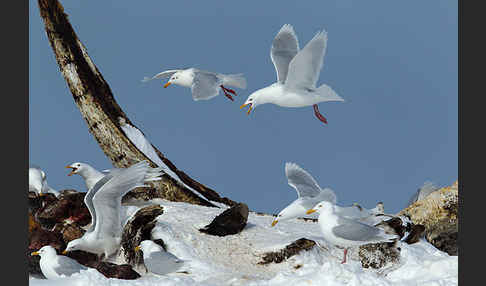 Eismöwe (Larus hyperboreus)