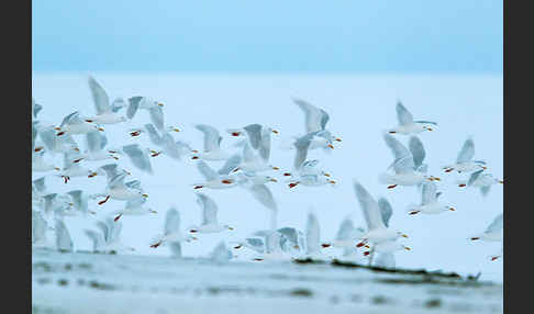 Eismöwe (Larus hyperboreus)