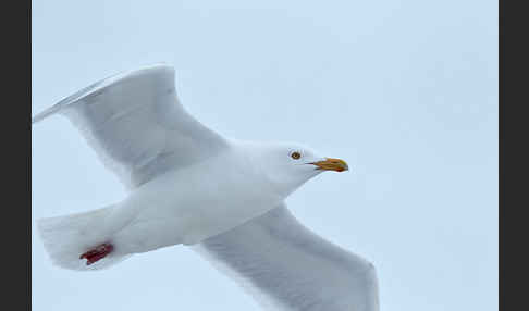 Eismöwe (Larus hyperboreus)