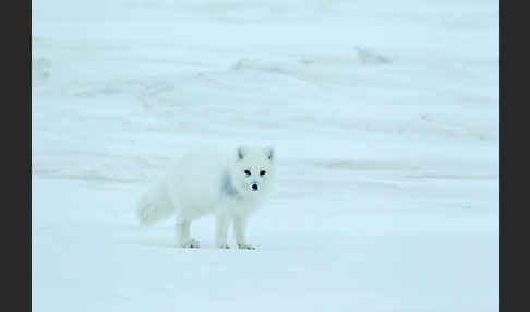 Polarfuchs (Vulpes lagopus)