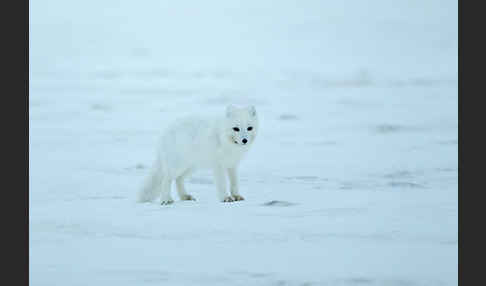 Polarfuchs (Vulpes lagopus)