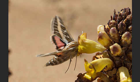 Linienschwärmer (Hyles livornica)