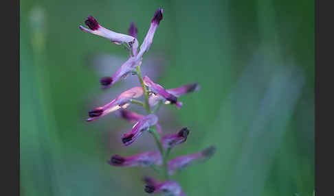 Ranken-Erdrauch (Fumaria capreolata)