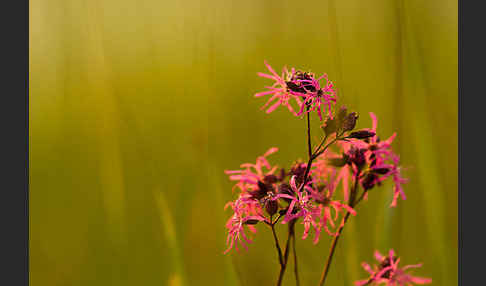 Kuckucks-Lichtnelke (Lychnis flos-cuculi)