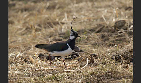 Kiebitz (Vanellus vanellus)