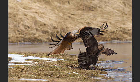 Mäusebussard (Buteo buteo)