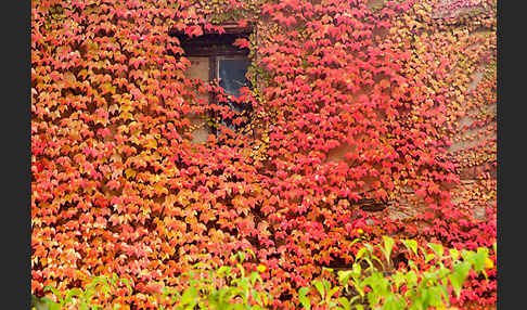 Wilder Wein (Parthenocissus spec.)