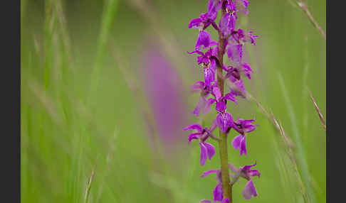 Manns-Knabenkraut (Orchis mascula)