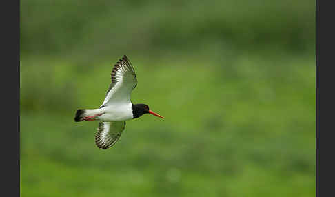 Austernfischer (Haematopus ostralegus)