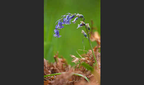 Englisches Hasenglöckchen (Hyacinthoides non-scripta)