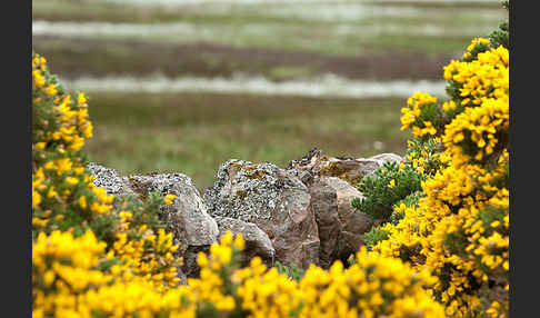 Stechginster (Ulex europaeus)