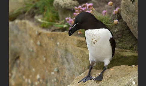 Tordalk (Alca torda)