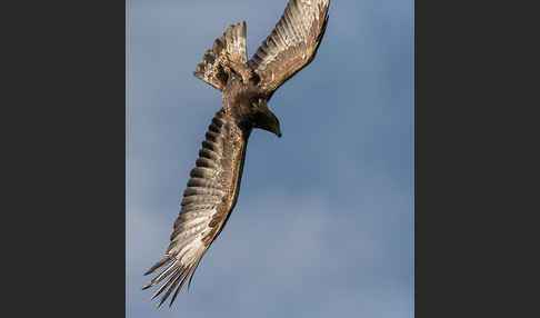 Steinadler (Aquila chrysaetos)