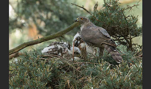 Habicht (Accipiter gentilis)