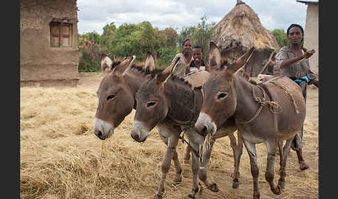 Hausesel (Equus asinus)