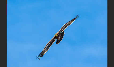 Steppenadler (Aquila nipalensis)