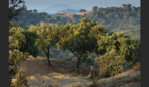 Kork-Eiche (Quercus suber)