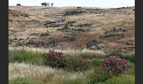 Oleander (Nerium oleander)