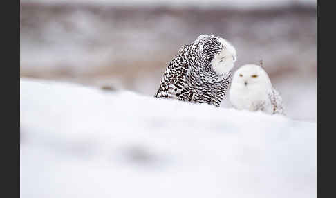 Schnee-Eule (Bubo scandiacus)