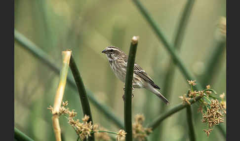 Graubrustgirlitz (Serinus reichenowi)