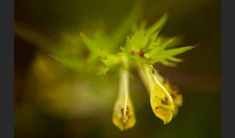 Wiesen-Wachtelweizen (Melampyrum pratense)