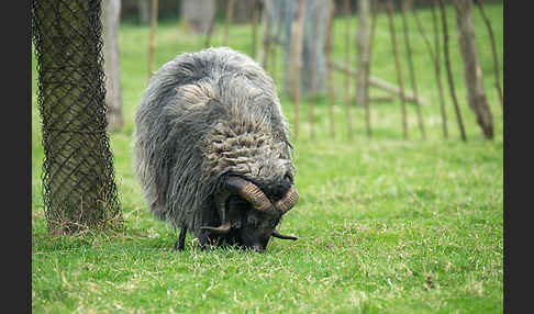 Hausschaf (Ovis gmelini aries)