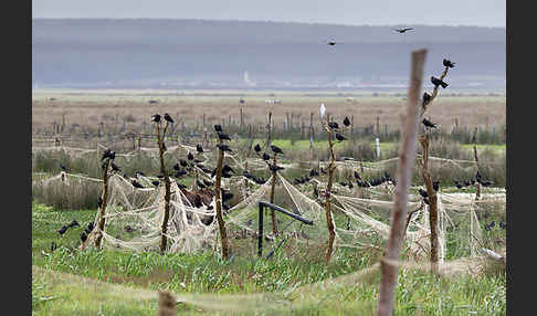 Dohle (Corvus monedula)