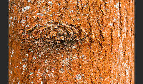 Rotbraune Fadenalge (Trentepohlia umbrina)