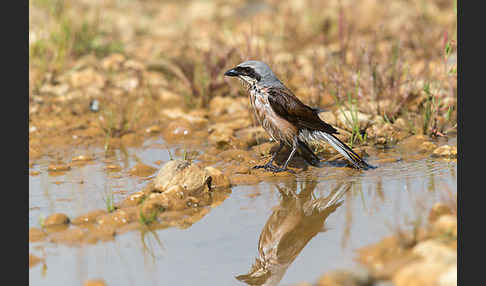 Neuntöter (Lanius collurio)