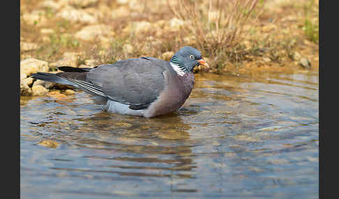 Ringeltaube (Columba palumbus)