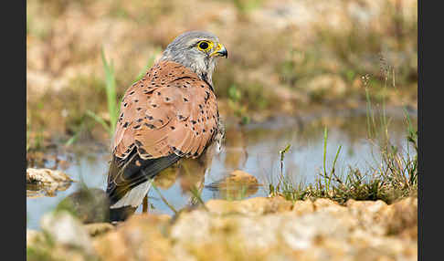 Turmfalke (Falco tinnunculus)