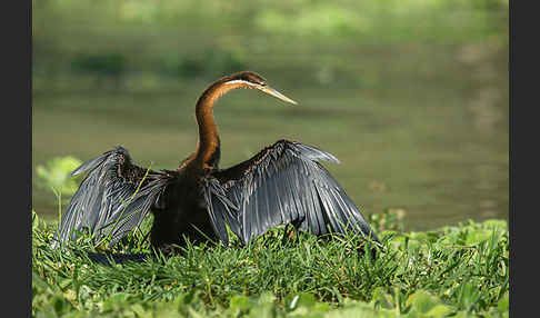 Afrika-Schlangenhalsvogel (Anhinga rufa)