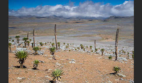 Aethiopien (Ethiopia)