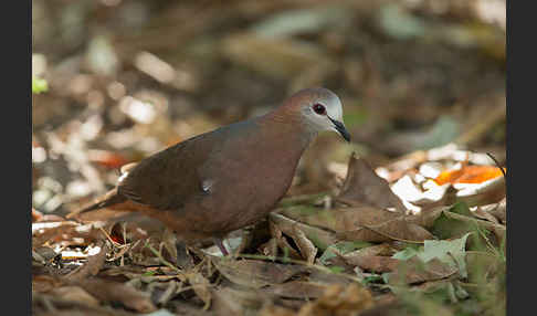 Zimttaube (Aplopelia larvata)