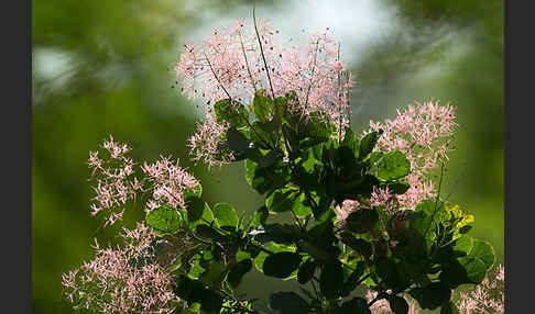 Perückenstrauch (Cotinus coggygria)