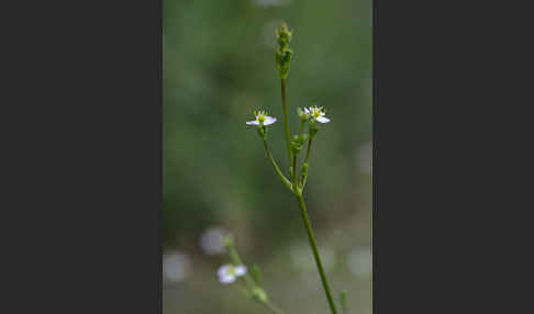 Gemeiner Froschlöffel (Alisma plantago-aquatica)