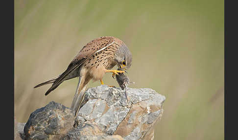 Turmfalke (Falco tinnunculus)