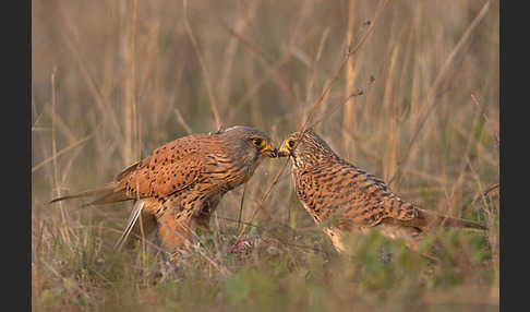 Turmfalke (Falco tinnunculus)