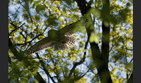 Habichtskauz (Strix uralensis)