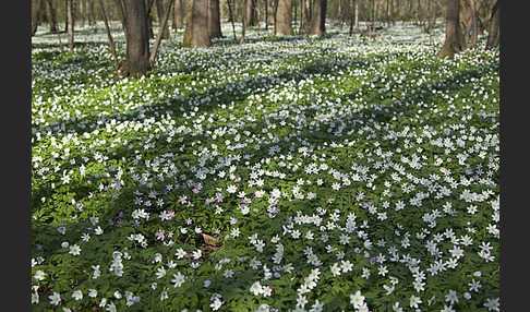 Busch-Windröschen (Anemone nemorosa)