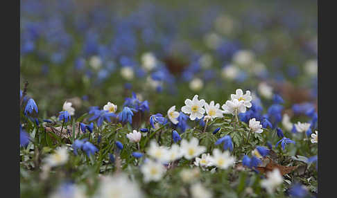 Blaustern (Scilla spec.)