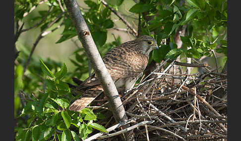 Turmfalke (Falco tinnunculus)