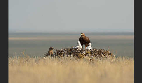 Steppenadler (Aquila nipalensis)