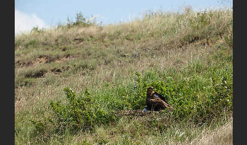 Steppenadler (Aquila nipalensis)