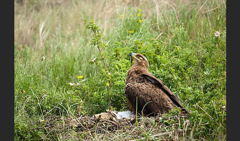 Steppenadler (Aquila nipalensis)