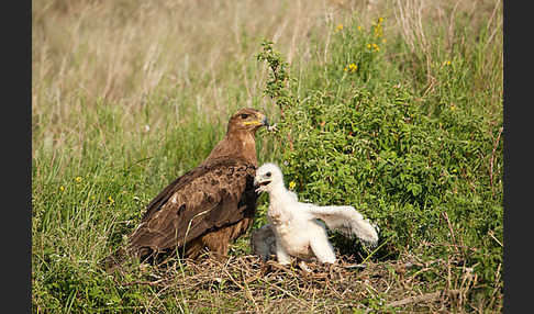 Steppenadler (Aquila nipalensis)