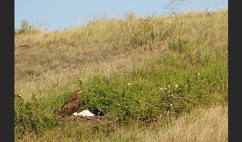 Steppenadler (Aquila nipalensis)