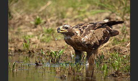 Steppenadler (Aquila nipalensis)